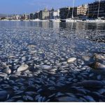 Αλιείς με καΐκια θα μαζεύουν τα νεκρά ψάρια από τον Παγασητικό – Το έκτακτο σχέδιο και οι αποφάσεις – Δείτε φωτογραφίες