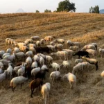 Ενα νέο κρούσμα πανώλης στην Δυτική Ελλάδα