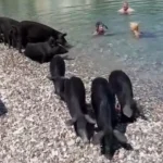 ΔΥΤΙΚΗ ΕΛΛΑΔΑ: Κολυμπώντας με γουρουνάκια στο νησί Άτοκος -ΒΙΝΤΕΟ