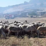 Πανώλη: Η Κίνα απαγόρευσε τις εισαγωγές σε ελληνικά πρόβατα και κατσίκια