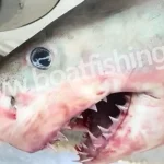 Έπιασαν νεαρό λευκό καρχαρία στο Πόρτο Λάφια Εύβοιας