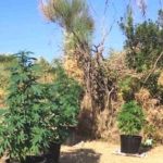 Δυτ. Ελλάδα: Πότιζε το χασίς... από το πηγάδι! (ΦΩΤΟ)