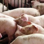 Πέταξαν τα πτώματα δυο γυναικών στα γουρούνια για να τα φάνε