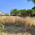 ΠΑΤΡΑ: Κάνουν «πάρτι» τα τρωκτικά στην Αγυιά!