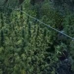 Λακωνία: Φυτεία “μαμούθ” με δενδρύλλια κάνναβης (εικόνες)