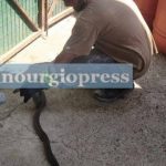 Διάσωση και απελευθέρωση φιδιού στο Καινούργιο Αιτωλοακαρνανίας - ΦΩΤΟ