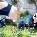 Πάντα κυνήγησε και δάγκωσε υπάλληλο ζωολογικού κήπου: Σώθηκε την τελευταία στιγμή