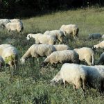 Αγρίνιο: Νέο κρούσμα της πανώλης των αιγοπροβάτων- Αναμένεται παράταση των περιορισμών