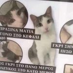 Πάτρα: Χάθηκε γάτος στην πλατεία Νόρμαν- Δίδεται αμοιβή 500 ευρώ - ΦΩΤΟ