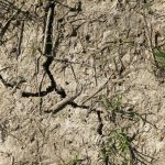 Μαύρη Θάλασσα: Σε κίνδυνο το σιτάρι – Απελπισμένοι οι αγρότες σε Ρωσία και Ουκρανία