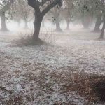 ΔΥΤΙΚΗ ΕΛΛΑΔΑ: Ζημιές σε καλλιέργειες από το χαλάζι - ΦΩΤΟ ΚΑΙ ΒΙΝΤΕΟ