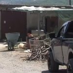 Κρήτη: Του έκοψε τη γλώσσα με ψαλίδι προβάτων – Τι εξετάζουν οι Αρχές για την επίθεση στον κτηνοτρόφο