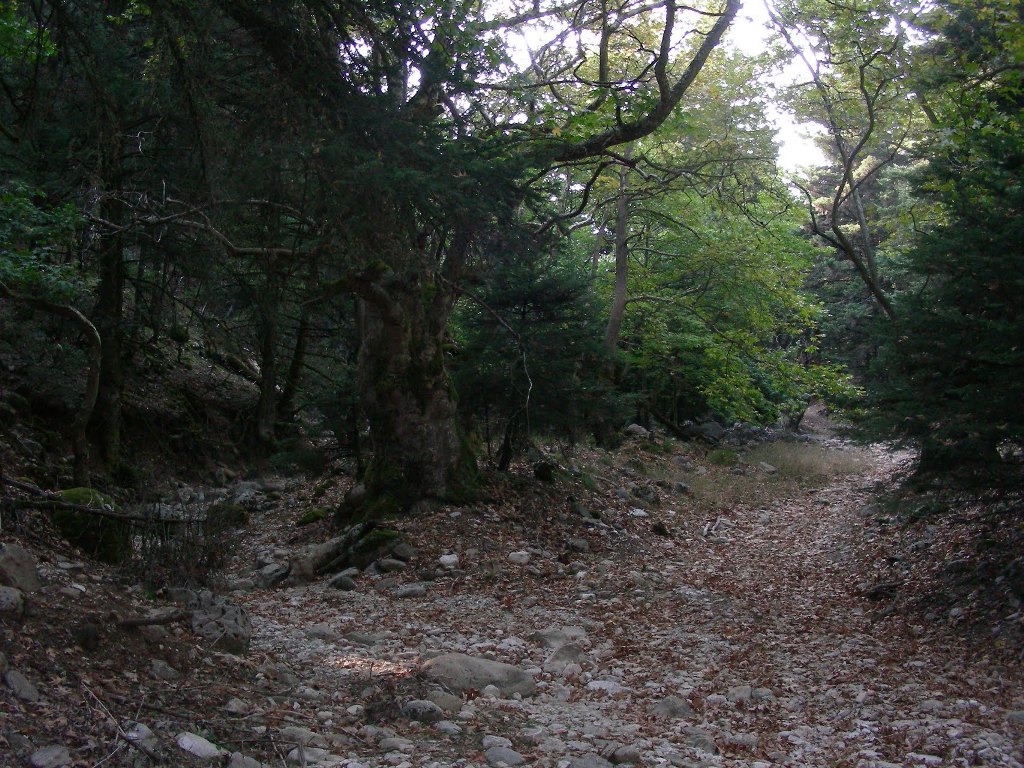 Δρόμος πρόσβασης, μονοπάτια πεζοπορίας και σημεία δασικής αναψυχής των πολιτών στο Παναχαϊκό όρος - ΦΩΤΟ