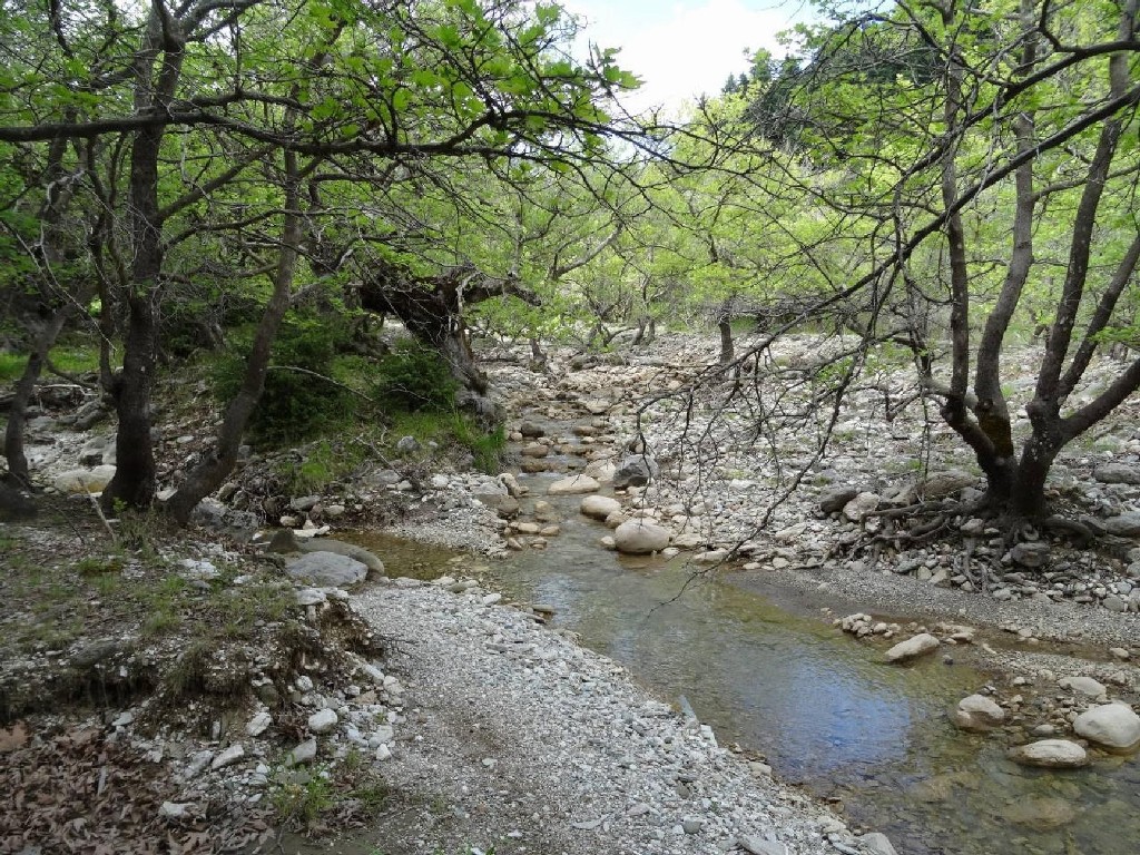 Δρόμος πρόσβασης, μονοπάτια πεζοπορίας και σημεία δασικής αναψυχής των πολιτών στο Παναχαϊκό όρος - ΦΩΤΟ