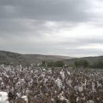 Θεσσαλία: Τα θερμοκήπια και οι δυσκολίες των αγροτών (βίντεο)