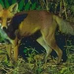Ηλεία: Σκότωσαν αλεπού και την κρέμασαν από περίφραξη
