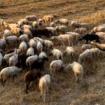 Ευλογιά των προβάτων: Θανατώσεις χιλιάδων ζώων και επιπτώσεις στην οικονομία