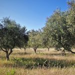 Δυτική Αχαΐα: Η ανομβρία "καίει" τις ελιές - Προβληματισμένοι οι παραγωγοί