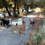 ΠΑΤΡΑ: Τέσσερις επιθέσεις αδέσποτων σε φοιτητές στο Πανεπιστήμιο