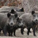 Αιτωλοακαρνανία: Δύο τραυματίες σε κυνήγια για αγριογούρουνα και δύο συλλήψεις