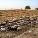 Μειώνονται οι περιορισμοί που έχουν επιβληθεί στην Περιφέρεια Δυτικής Ελλάδας λόγω της πανώλης των μικρών μηρυκαστικών