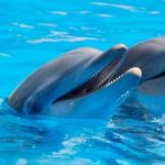 WWF: Οι πληθυσμοί της άγριας πανίδας έχουν μειωθεί κατά 73% τα τελευταία 50 χρόνια
