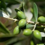 Αχαϊκό Εργαστήρι: Σήμερα το 2ο Φεστιβάλ δράσεων "Ελιά και παράδοση"