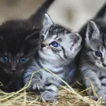 Άγνωστος έκοψε το κεφάλι σε γατάκι και άφησε απειλητικό μήνυμα