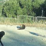 ΠΑΤΡΑ: Αδέσποτα επιτέθηκαν σε περαστικούς στο Επιστημονικό Πάρκο