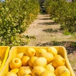 Εκλεψε 500 κιλά λεμόνια στον Πύργο, πώς συνελήφθη ο δράστης