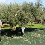 ΕΛΑΙΟΠΑΡΑΓΩΓΟΙ ΔΥΤΙΚΗΣ ΑΧΑΪΑΣ: Αν δεν βρέξει θα πέσουν οι ελιές