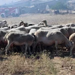 Ευλογιά των αιγοπροβάτων: Την αιτία της εξάπλωσης της ψάχνουν οι αρχές