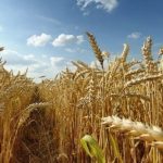 SOS από τη Ρουμανία: Η κλιματική αλλαγή σκοτώνει τον σιτοβολώνα της Ευρώπης