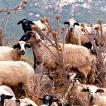 Ευλογιά των προβάτων: Υπάρχει κίνδυνος για τον άνθρωπο;