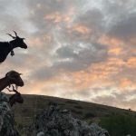 ΒΙΝΤΕΟ: Έλληνες κτηνοτρόφοι κατηγορούνται για παράνομη απόκτηση ευρωπαϊκών επιδοτήσεων (βίντεο)