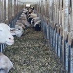 Ευλογιά των προβάτων: Σε απόγνωση οι κτηνοτρόφοι (βίντεο)