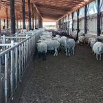 Ευλογιά των προβάτων: Παράταση στα μέτρα - Τι ισχύει για τις σφαγές