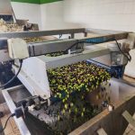 Ανομβρία και έλλειψη εργατικών χεριών απειλούν την ελαιοπαραγωγή