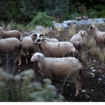 Συναγερμός στην Λέσβο: Εντοπίστηκε νέο κρούσμα ευλογιάς των προβάτων