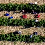 Βουλιάζει η αγροτική παραγωγή της Ελλάδας – Καταγράφει τη μεγαλύτερη πτώση στην ΕΕ