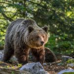 Νεκρά εντοπίστηκαν δύο μικρά αρκουδάκια – Ερευνάται εγκληματική ενέργεια