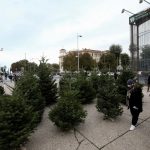 Χριστούγεννα 2024: Πού θα κυμανθούν φέτος οι τιμές στα έλατα λόγω ξηρασίας