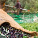 33% μειωμένη η φετινή παραγωγή ελαιολάδου στην Αχαία λόγω ανομβρίας!