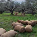 Τους έπιασαν στα πράσα να κλέβουν ελιές μέσα στο χωράφι – Τέσσερις συλλήψεις
