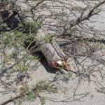 Πατρών – Πύργου: Έπεσε δένδρο πάνω σε όχημα