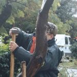 Πάτρα: Eπέμβαση για να σωθεί η γαζία στην πλατεία Όλγας
