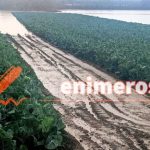 ΗΛΕΙΑ: Η βροχή και τα ακαθάριστα αυλάκια "έπνιξαν" τεράστιες ποσότητες κηπευτικών στην Κάστα Σκουροχωρίου