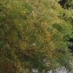 ΠΑΤΡΑ: "Εγειρε" η γαζία στην Πλατεία Ολγας