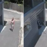 Βίντεο: Η στιγμή που πύθωνας κρέμεται από την οροφή γκαράζ – Αιωρήθηκε λίγα εκατοστά από το πρόσωπο γυναίκας