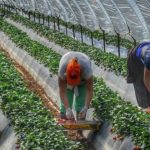 ΠΑΤΡΑ: Τους άφησαν ελεύθερους για εμπορία ανθρώπων στα χωράφια και... ξαναέκαναν τα ίδια